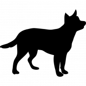 Midnight, a Black American Pit Bull Terrier Dog